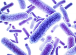 什么是食品益生菌？它的用處有哪些