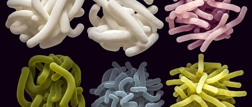 什么是動(dòng)物用益生菌 什么是動(dòng)物用益生菌